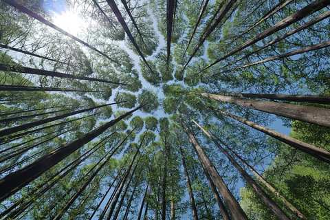 Room to Exhale: A Breathwork Journey into Nervous System Restoration, Mental Spaciousness & Peace