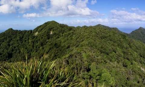 Ben Potter - Some insights into the ecology of the North Island tree flora