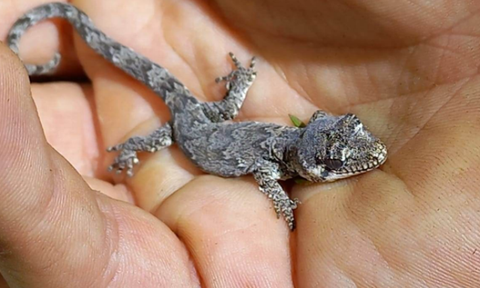 Sam Heggie-Gracie: Small but Significant - Why New Zealand's Lizards Matter