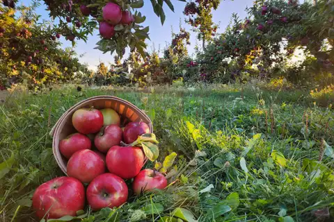 U-Pick Apples