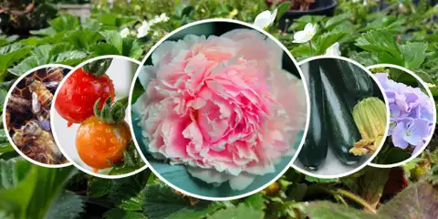 The Annual Plant Sale 2026