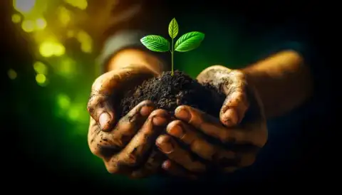 Seedling Sale
