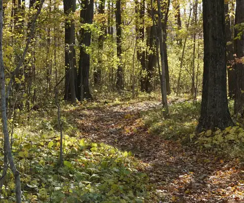Mammoth Challenge at Ridge Run Park FREE