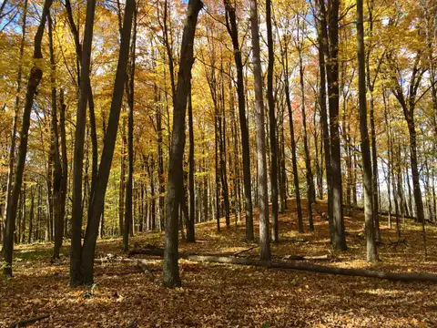 Stroll with a Naturalist: Fall Flowers & Colors FREE