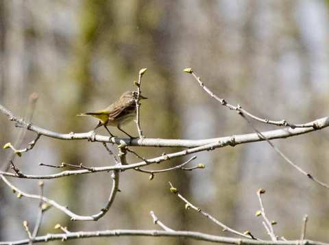 OWBC Meeting: Effective Ways to Prevent Bird Window Strikes