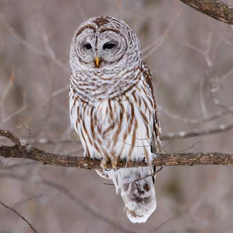 OWBC: Owl Prowl