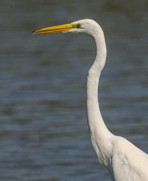 OWBC Meeting: Conserving Coastal Wetlands for Birds
