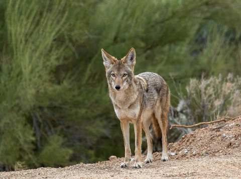 Science Thursday: Living with Urban Coyotes – Coexistence without Conflict
