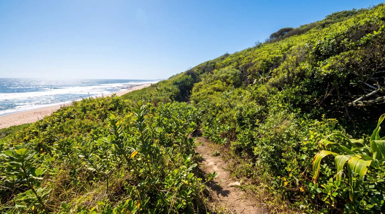 A sandy trail winding through lush green coastal vegetation overlooking the ocean in Blythedale.