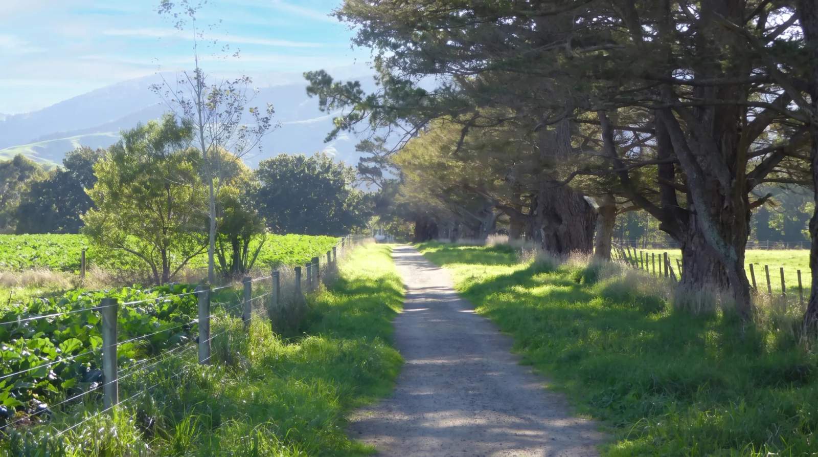 Shaded country lane with fences and green fields leading towards hills, a common sight in Greytown.
