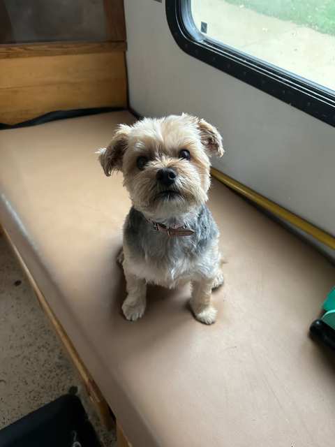 The Elegant Pet llc — photo 3