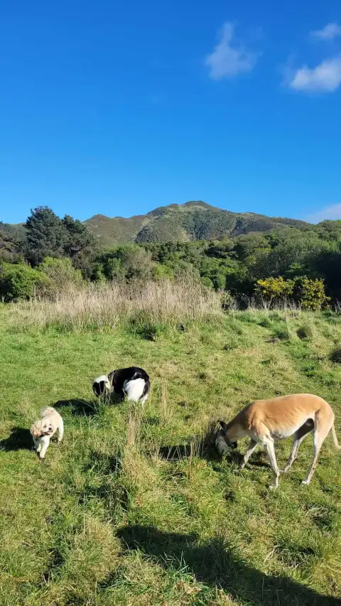 Tawatawa Reserve — photo 3