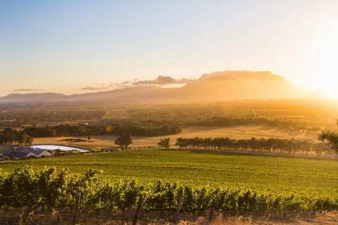 De Grendel Wine Estate and Restaurant — photo 3