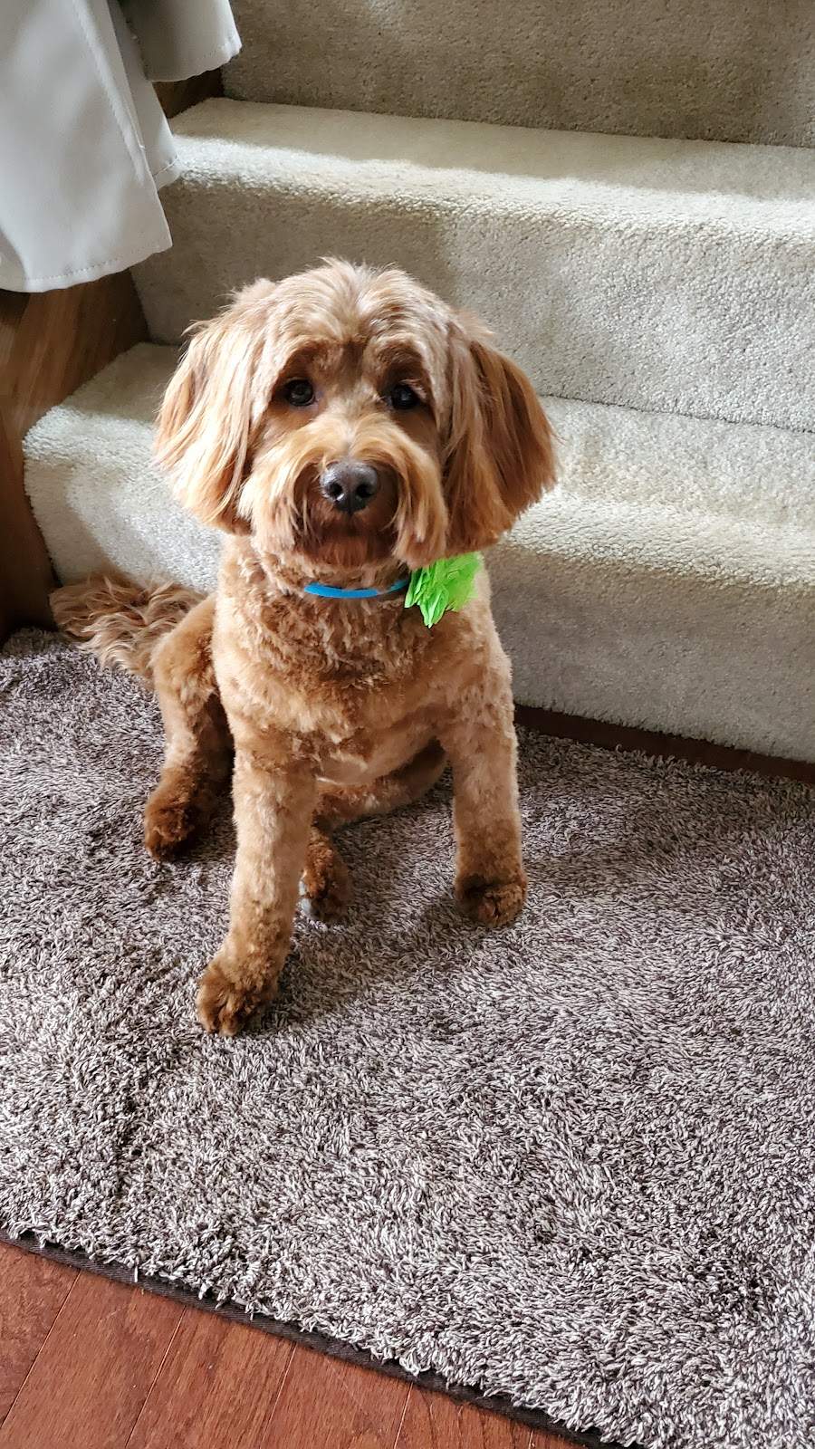 Pretty Paws Pet Grooming — photo 1