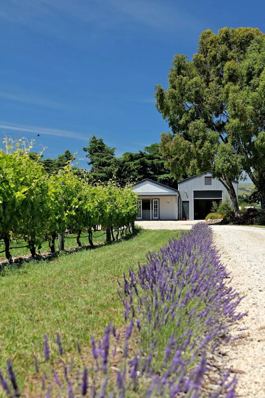 Cambridge Road Vineyard - Martinborough — photo 1
