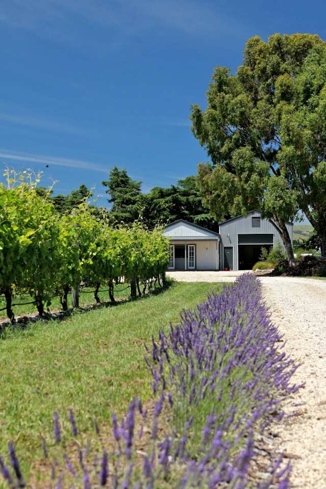 Cambridge Road Vineyard - Martinborough