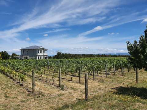 Cambridge Road Vineyard - Martinborough — photo 2