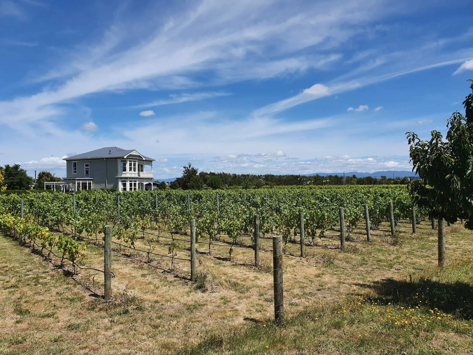 Cambridge Road Vineyard - Martinborough — photo 2