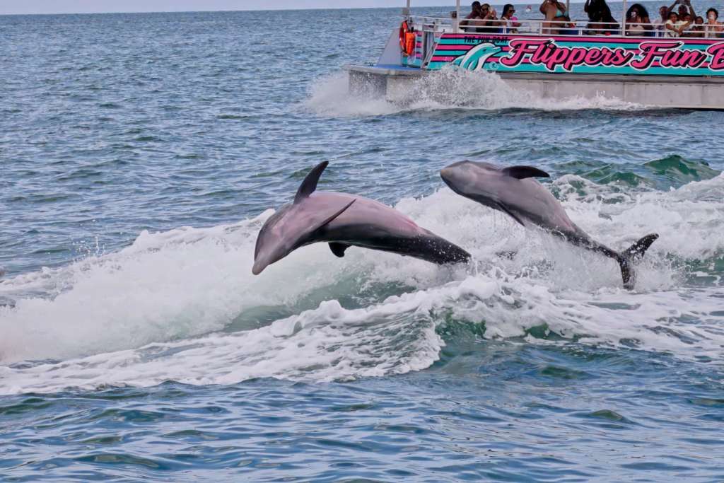 Encounters With Dolphins