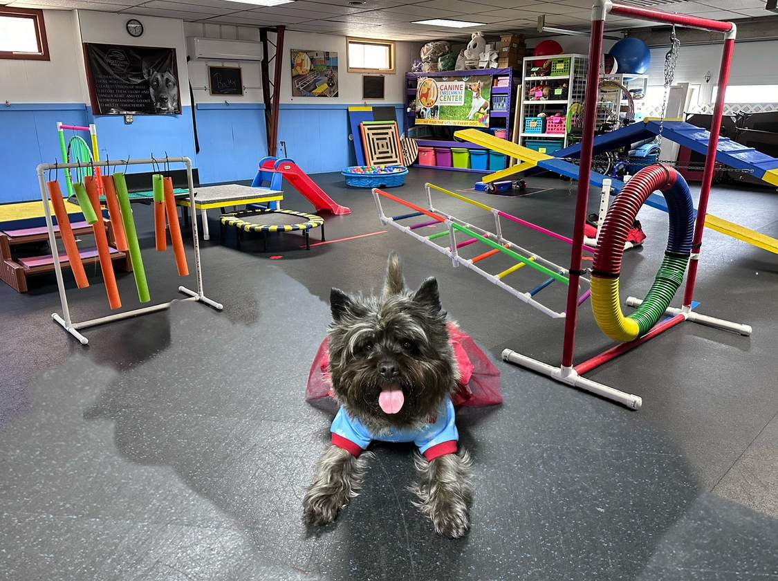 Canine Enrichment Center — photo 1