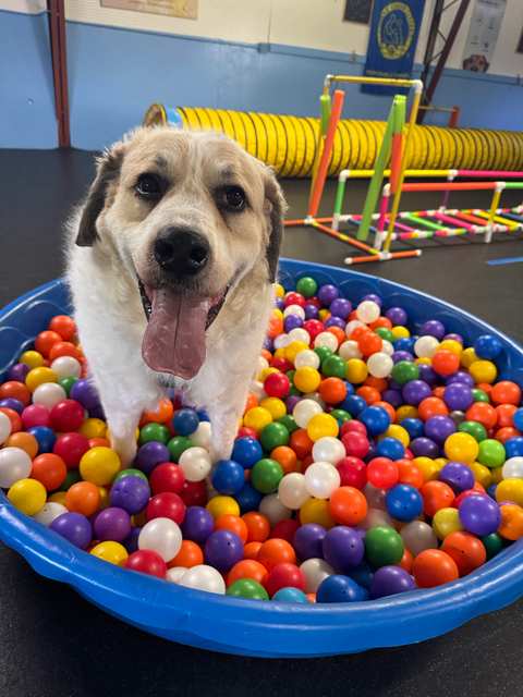 Canine Enrichment Center — photo 3