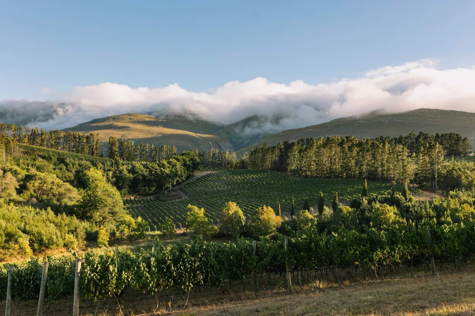 Paul Clüver Family Wines — photo 1