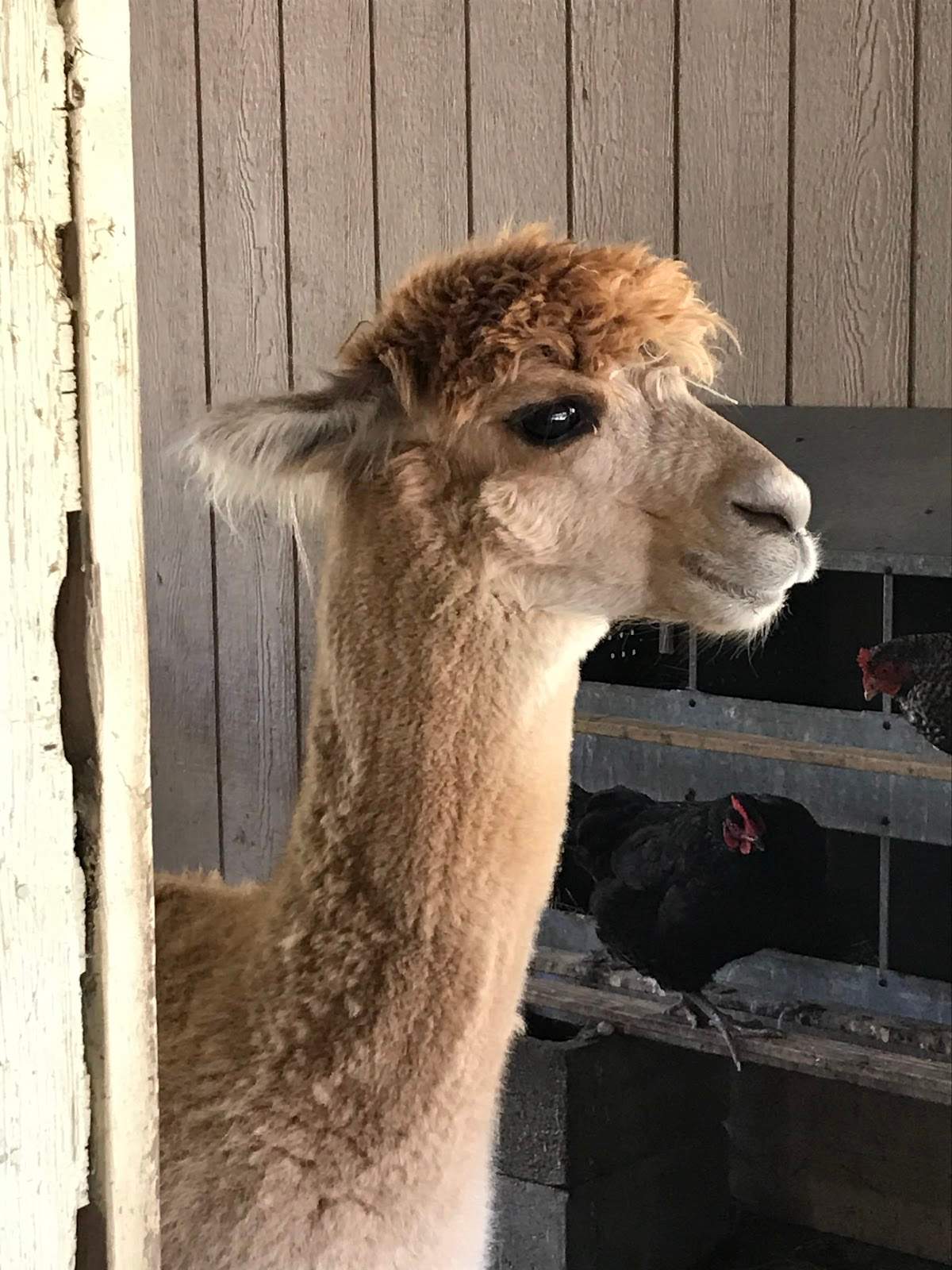 Lavender Creek Farm Llc — photo 1