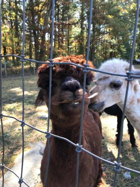 Lavender Creek Farm Llc — photo 2