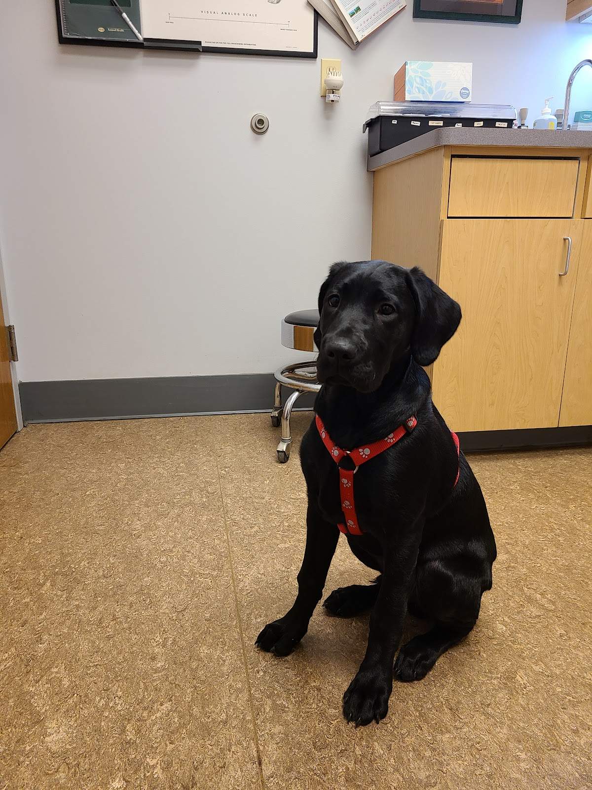 Cedarburg Veterinary Clinic — photo 1