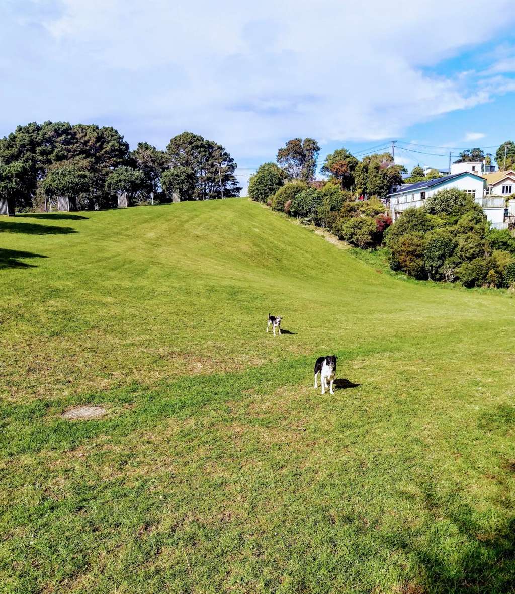 Cog Park Dog Exercise Area
