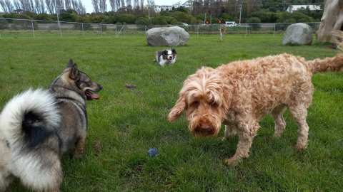 Cog Park Dog Exercise Area — photo 3