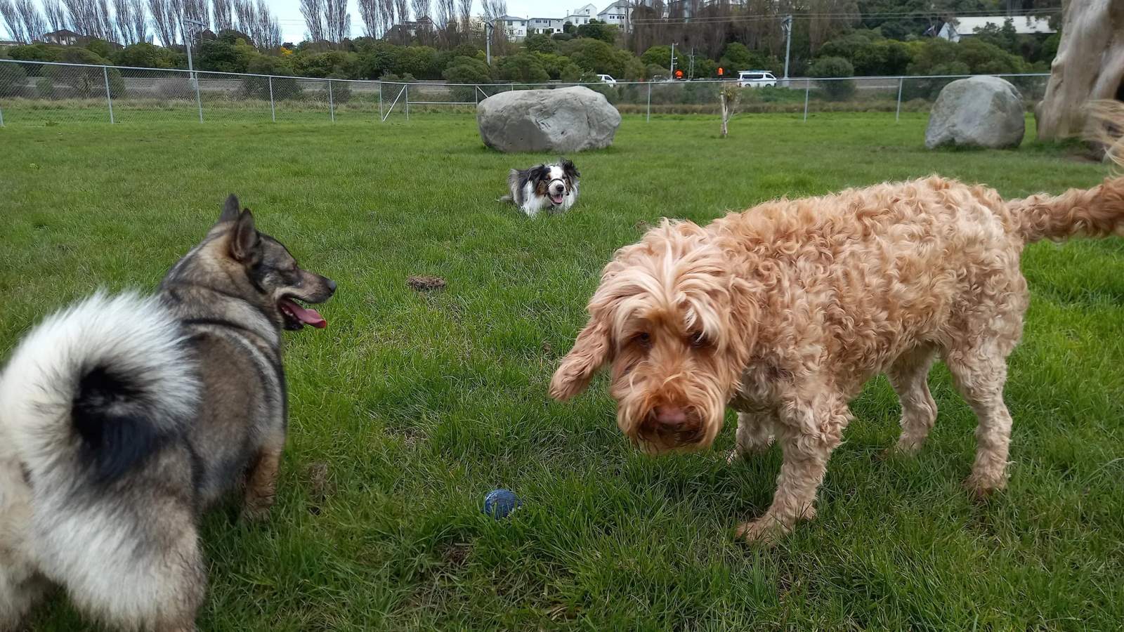 Cog Park Dog Exercise Area — photo 3
