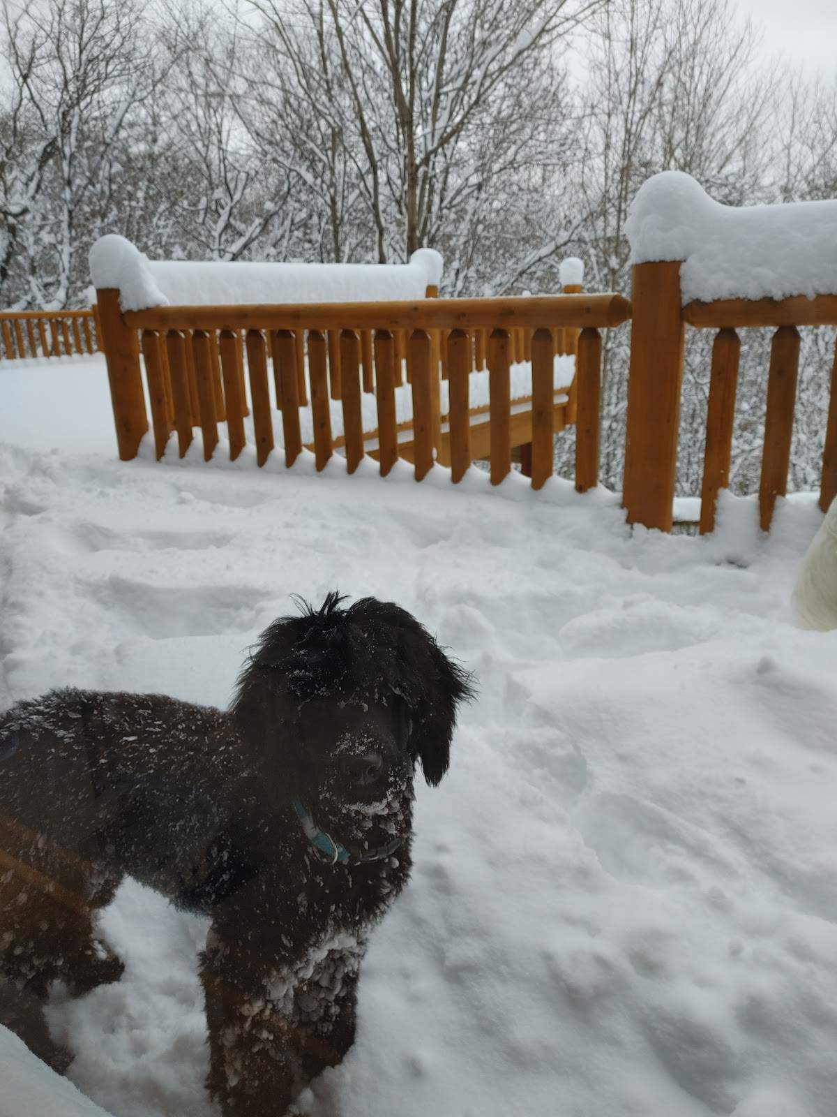 Dawgs at Work — photo 1