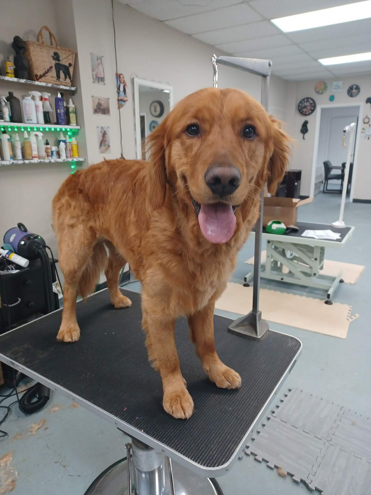 ZenPawsPetGrooming — photo 1