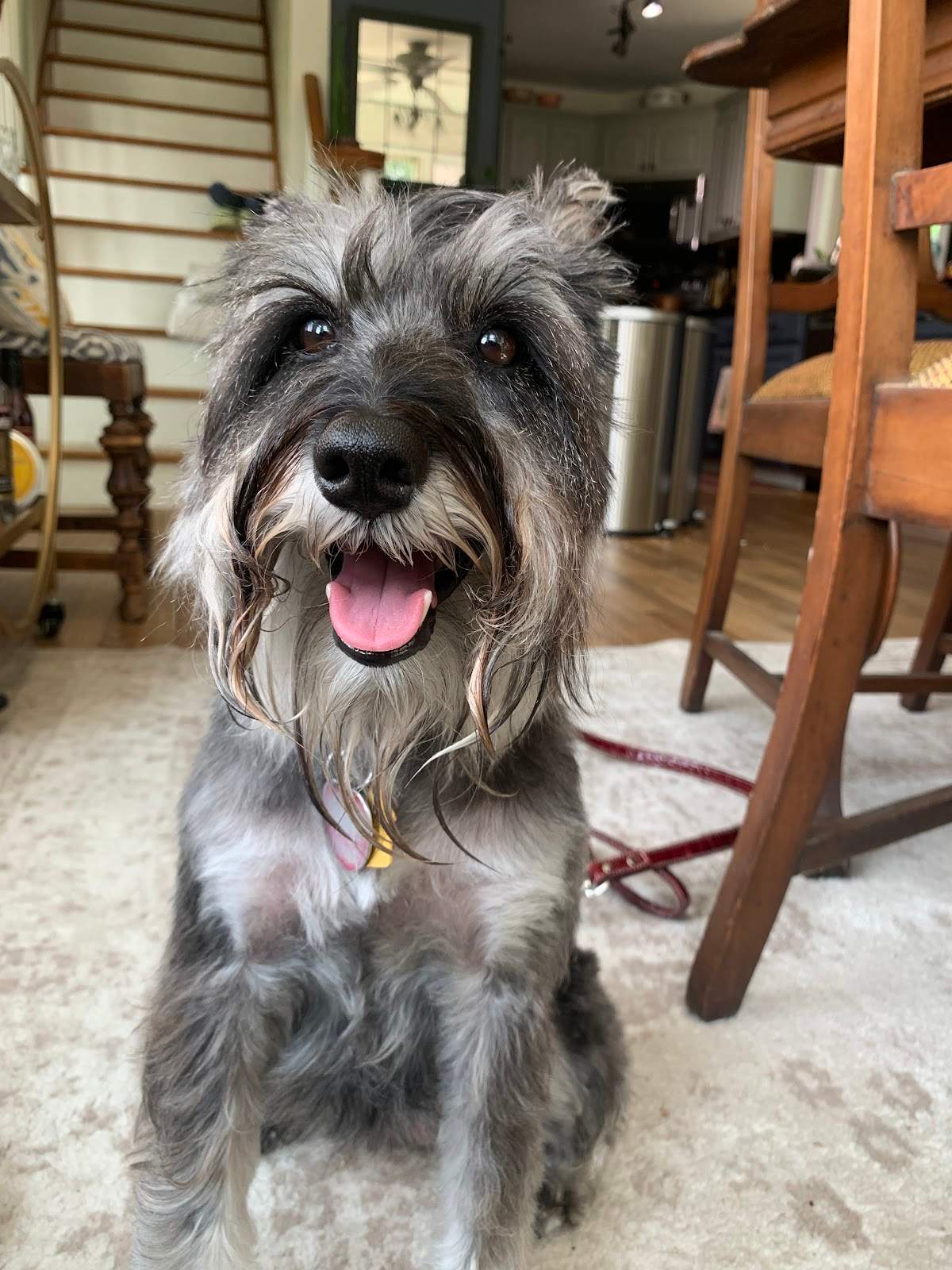 ZenPawsPetGrooming — photo 3