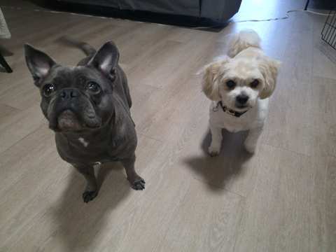 ZenPawsPetGrooming — photo 4