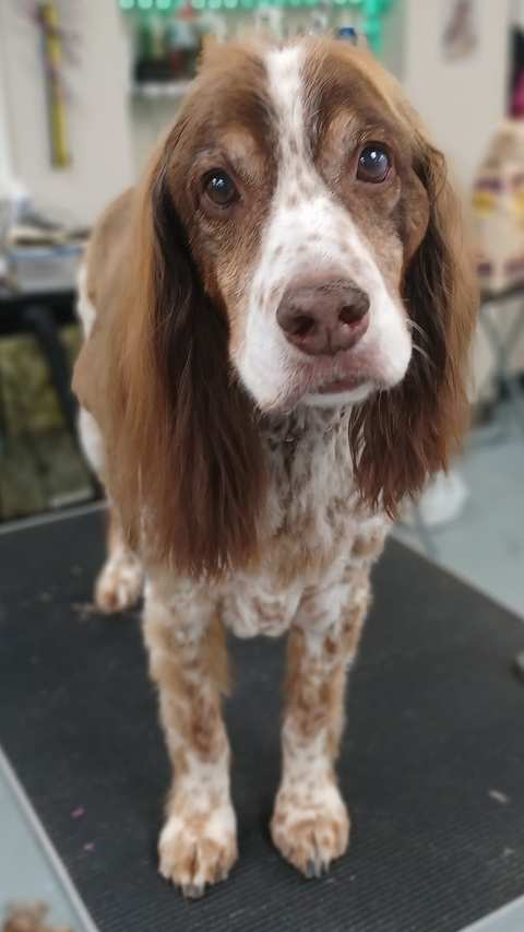 ZenPawsPetGrooming — photo 5