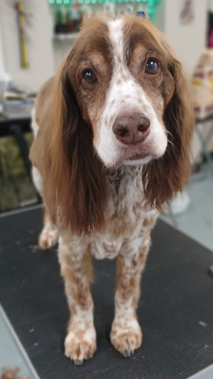 ZenPawsPetGrooming — photo 5