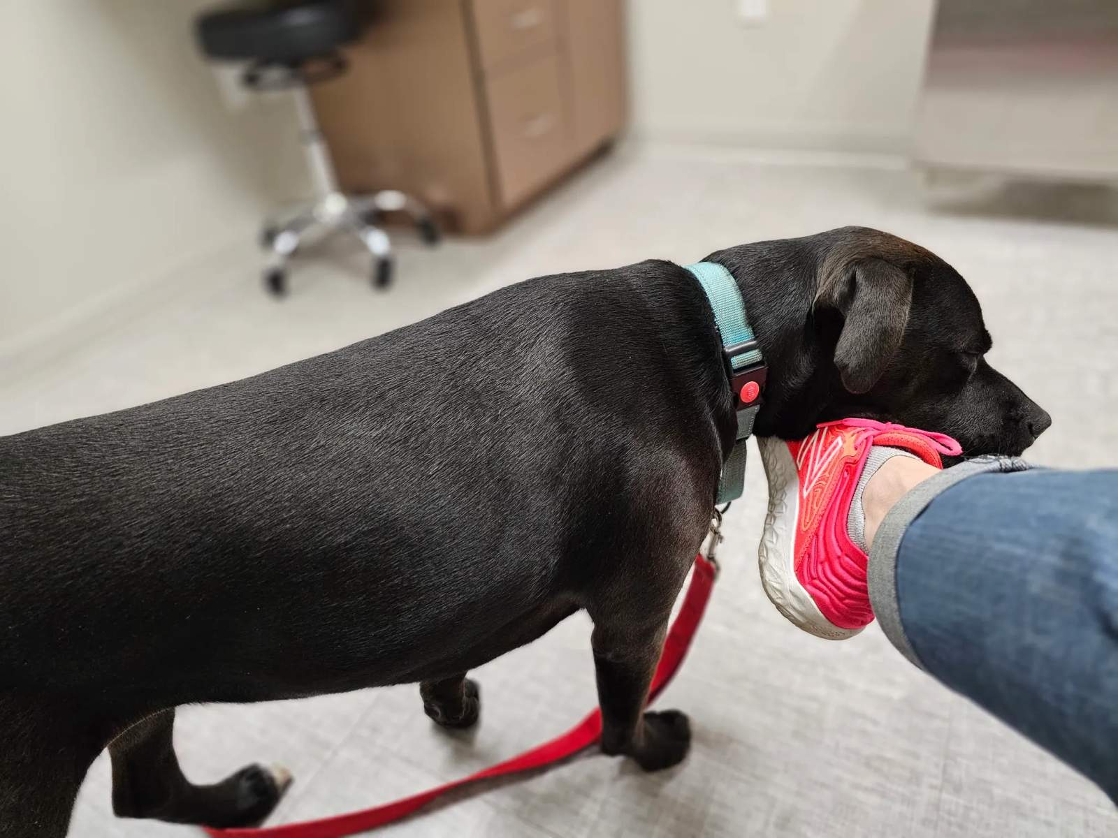 Midwest Veterinary Specialists — photo 1