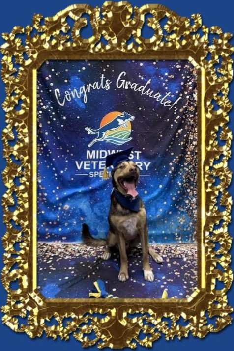 Midwest Veterinary Specialists — photo 3