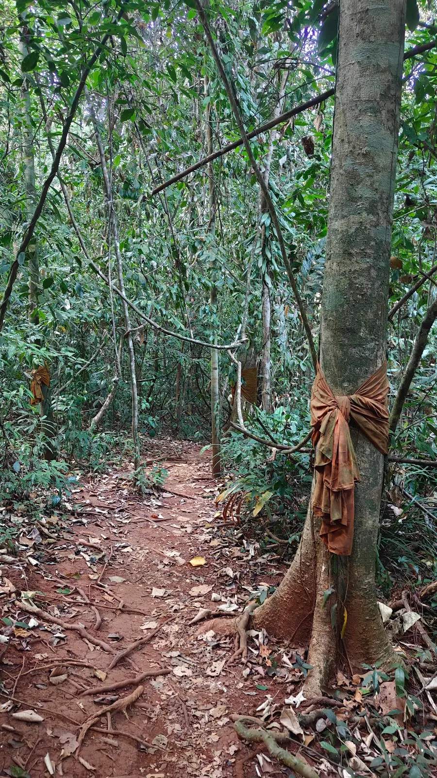 Giant Maca Tree, Koh Kood,Thailand. — photo 2