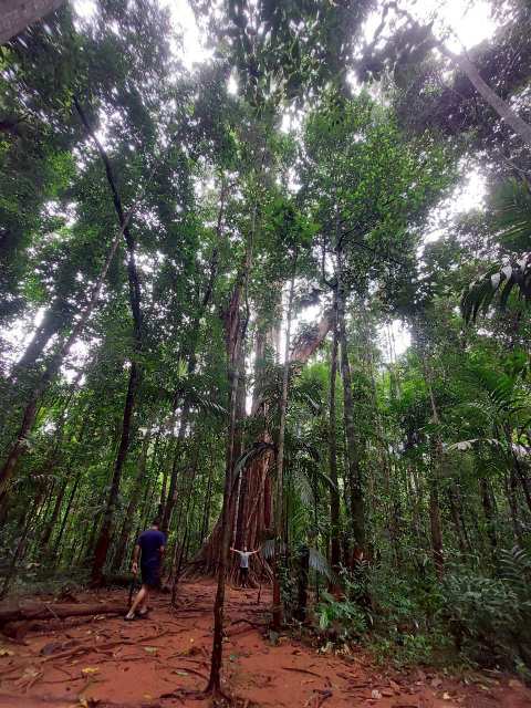 Giant Maca Tree, Koh Kood,Thailand. — photo 4