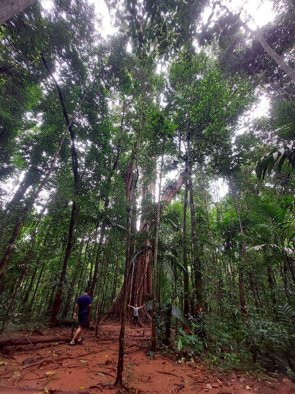 Giant Maca Tree, Koh Kood,Thailand. — photo 4
