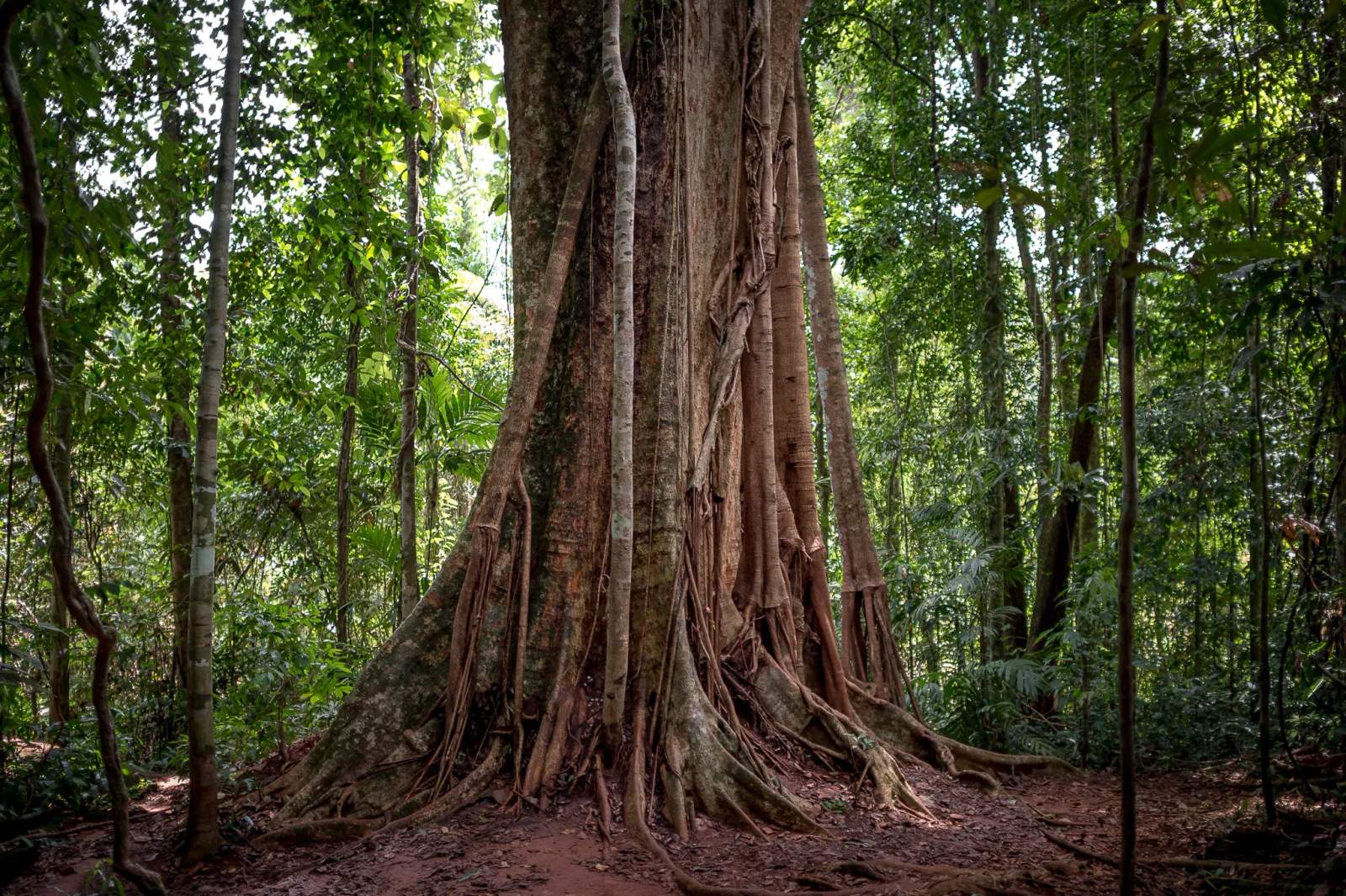 Giant Maca Tree, Koh Kood,Thailand. — photo 1