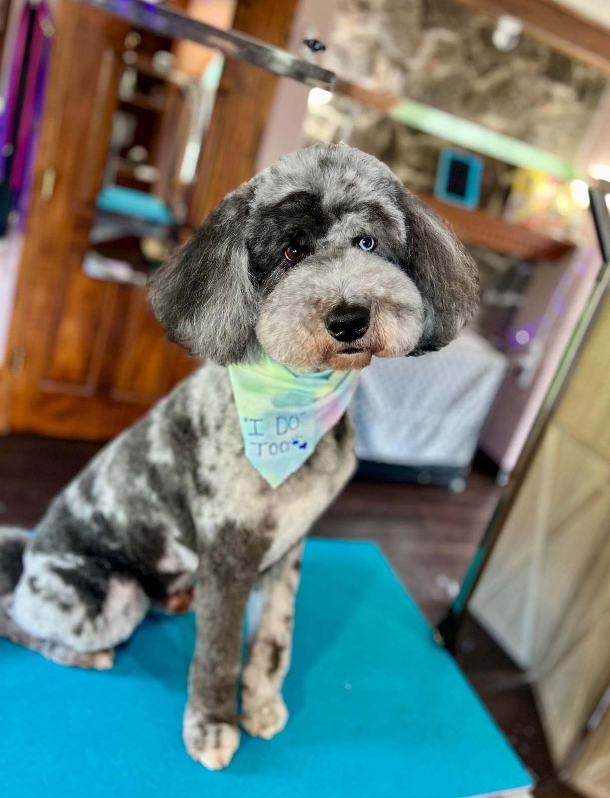 Heart & Soul Pet Grooming — photo 3