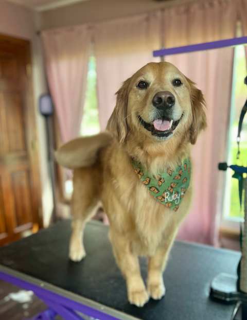 Heart & Soul Pet Grooming — photo 4