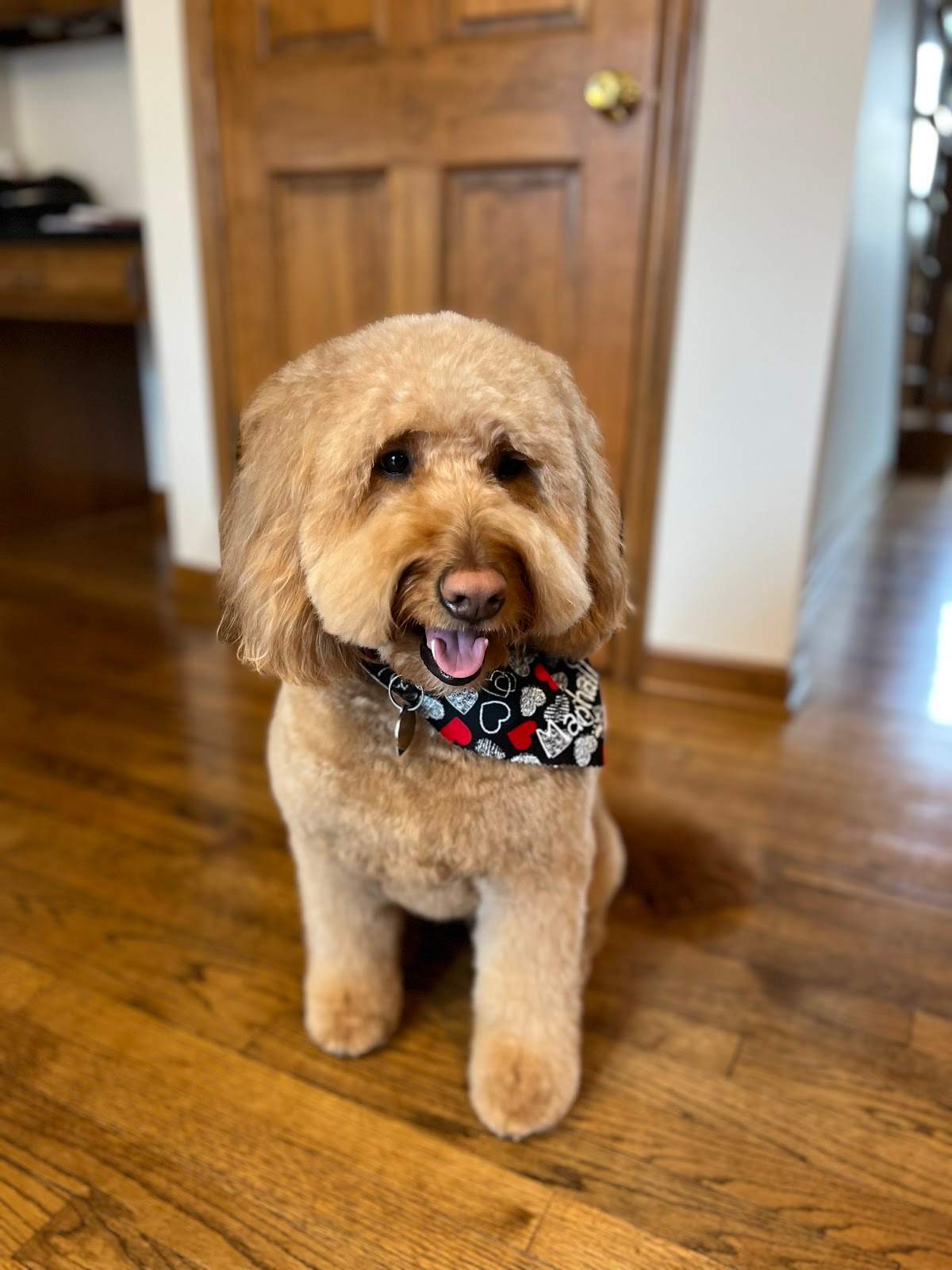 Heart & Soul Pet Grooming — photo 5