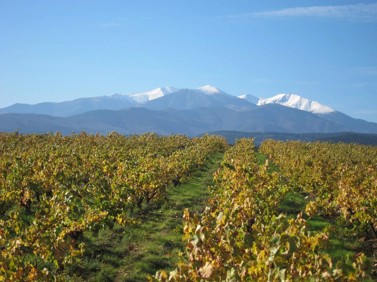 Domaine Saqué - exploitation agricole — photo 1