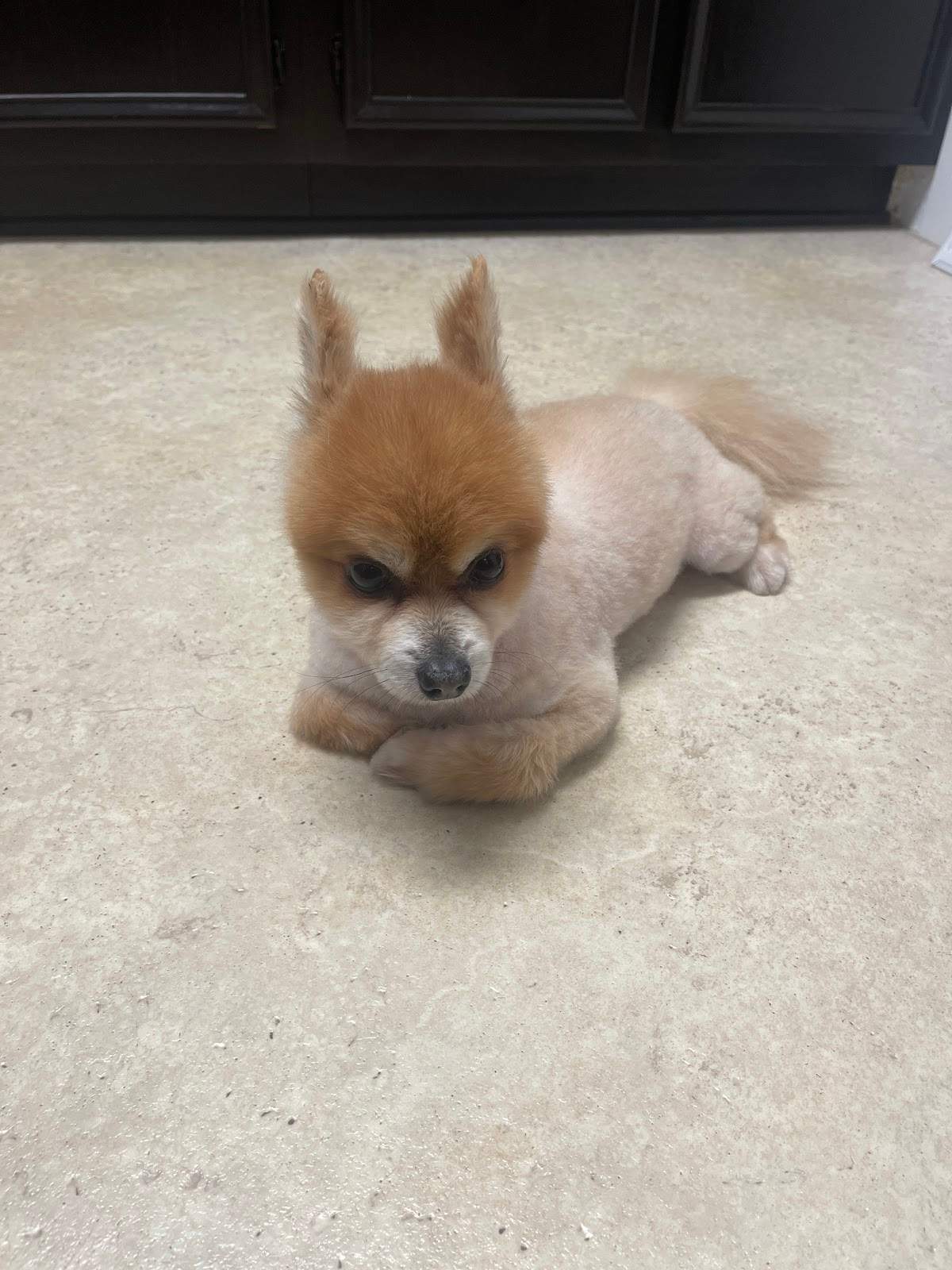 Paws and Reflect Pet Grooming — photo 3