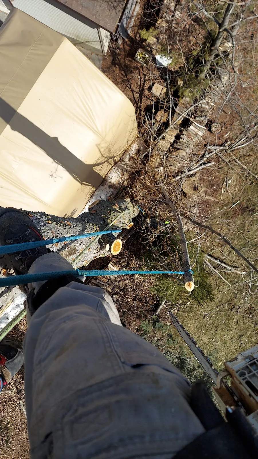 brian t kath tree removel — photo 1